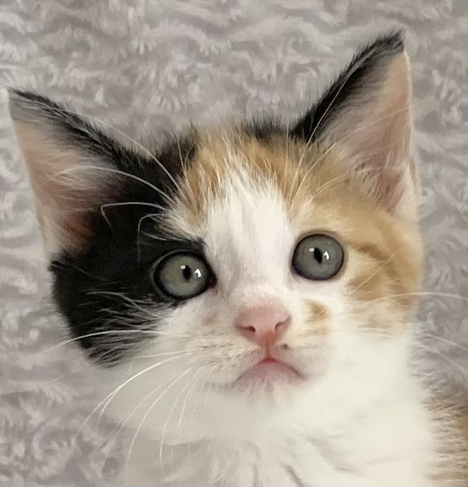 楓ちゃん | しあわせにゃんこ 東京の千駄木・谷中で活動中の猫の譲渡会