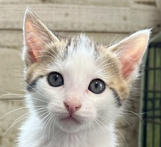 ぐらくん | しあわせにゃんこ 東京の千駄木・谷中で活動中の猫の譲渡会