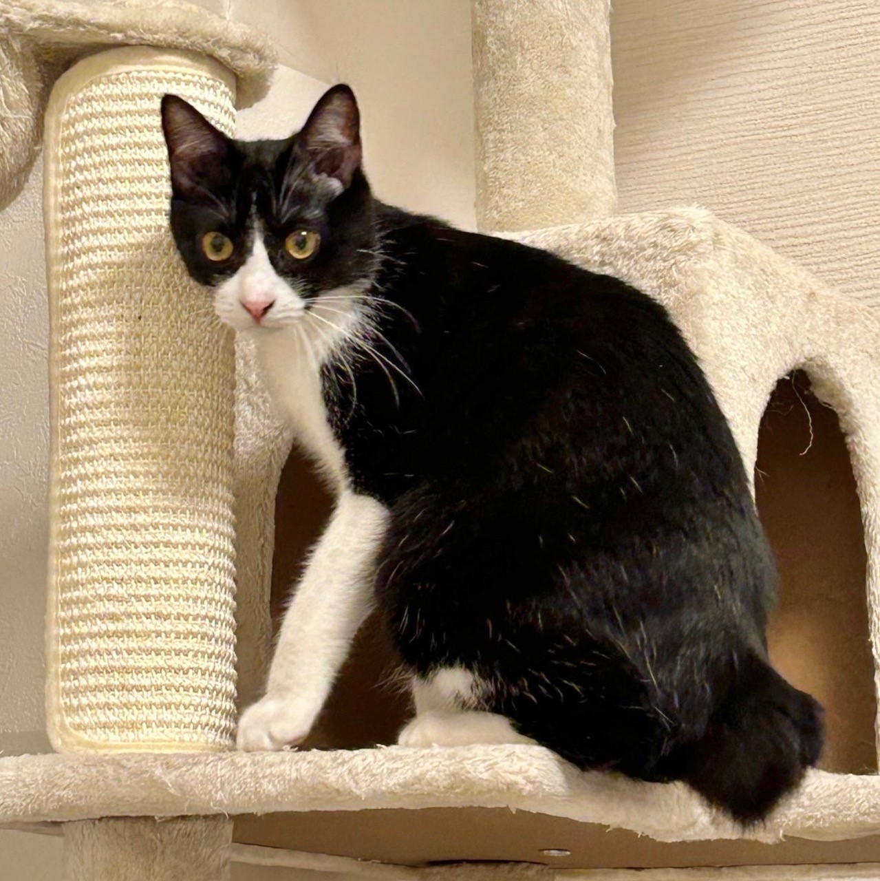 黒豆ちゃん | しあわせにゃんこ 東京の千駄木・谷中で活動中の猫の譲渡