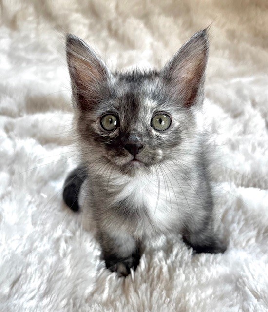 ミントちゃん | しあわせにゃんこ 東京の千駄木・谷中で活動中の猫の