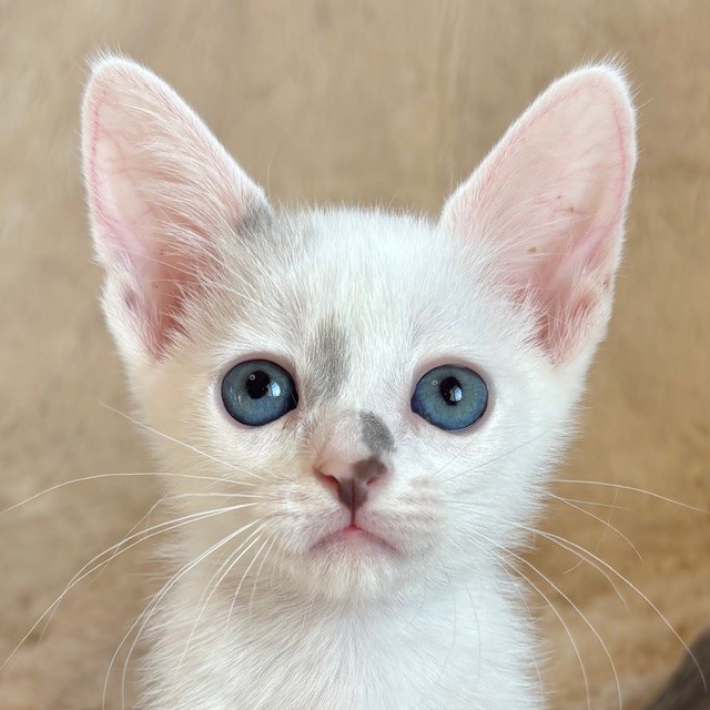 モアちゃん | しあわせにゃんこ 東京の千駄木・谷中で活動中の猫の譲渡
