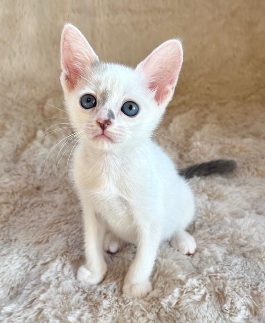 モアちゃん | しあわせにゃんこ 東京の千駄木・谷中で活動中の猫の譲渡