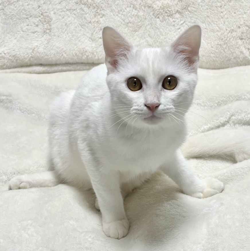 ラッキーくん | しあわせにゃんこ 東京の千駄木・谷中で活動中の猫の