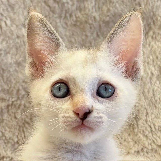 ミルちゃん | しあわせにゃんこ 東京の千駄木・谷中で活動中の猫の譲渡