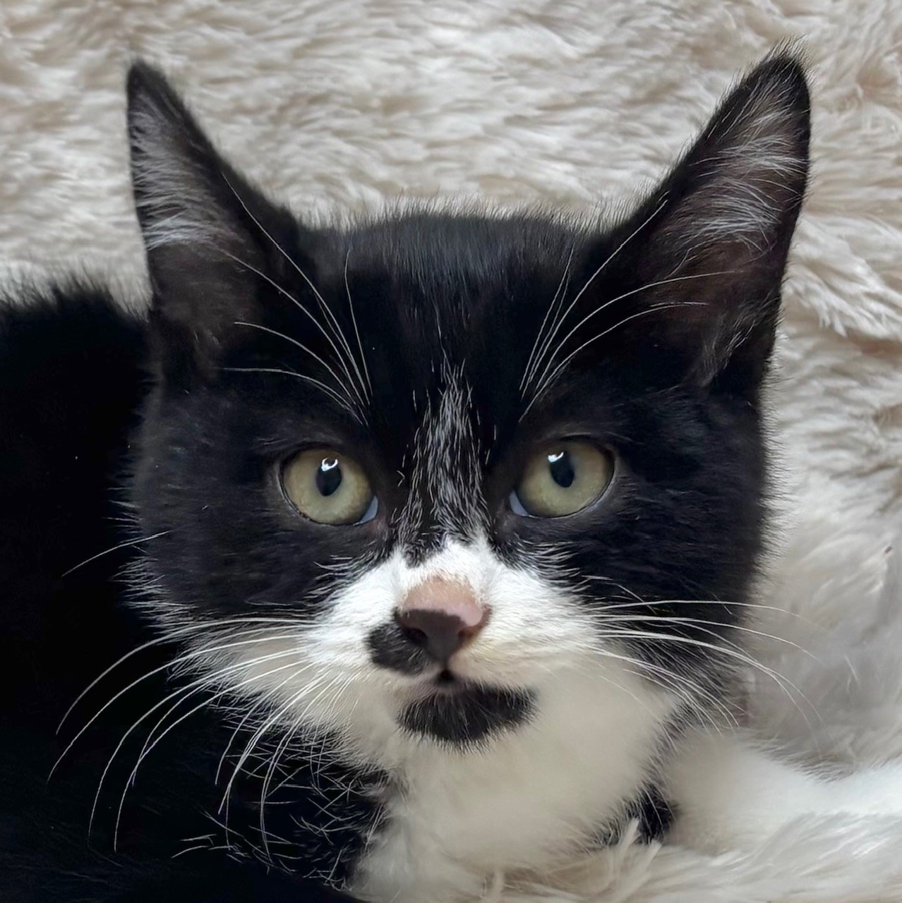 猫千代　0418 B03-049.png