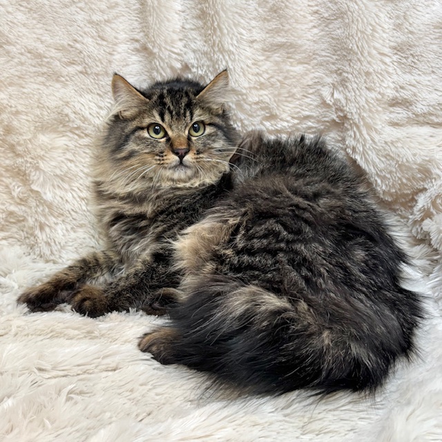 レオンくん | しあわせにゃんこ 東京の千駄木・谷中で活動中の猫の譲渡