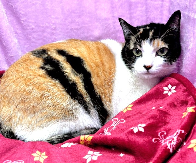 みー子ちゃん | しあわせにゃんこ 東京の千駄木・谷中で活動中の猫の