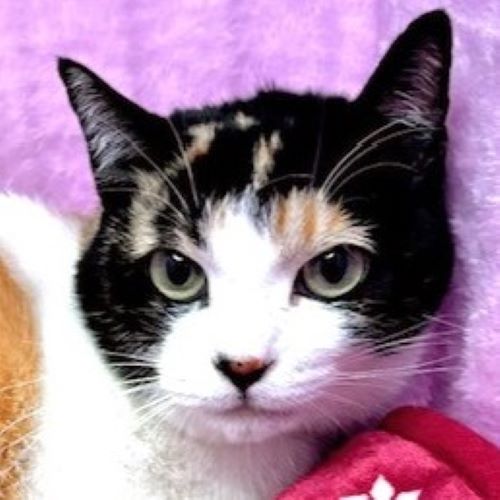 みー子ちゃん | しあわせにゃんこ 東京の千駄木・谷中で活動中の猫の